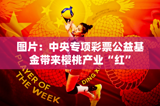 图片：中央专项彩票公益基金带来樱桃产业“红”
